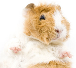 cute guinea pig