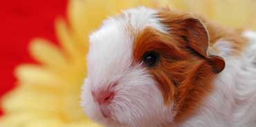 daisy-guinea-pig