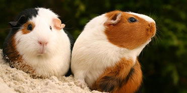 guinea-pigs-rescue