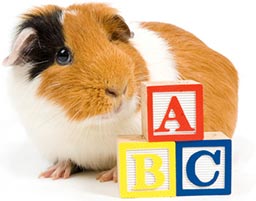 guineapig-abcs