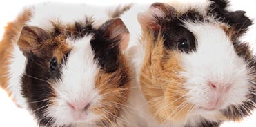 Two Guinea Pigs