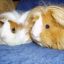 Cavycentral