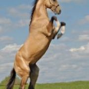 Horses4life2112