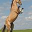 Horses4life2112