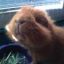 IcabodThePiggy