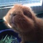 IcabodThePiggy