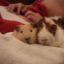 GuineaPig123