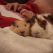 GuineaPig123