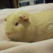 Squinny