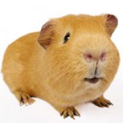 gjr