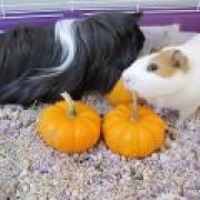 piggylover218