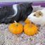 piggylover218