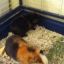 guineapigsrule