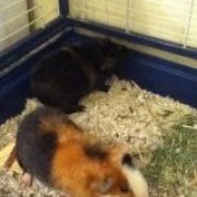 guineapigsrule