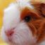 guinea pig luver