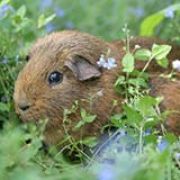 Guinaepig