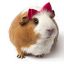 tanmouse72