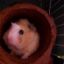 guineapigluver