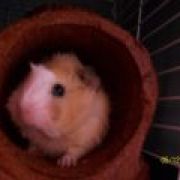 guineapigluver