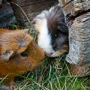pigglelover