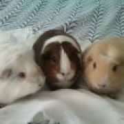 CavyLove