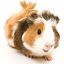 CavyLuver
