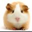 Guineapiglover555