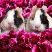 GuineaPigLover15