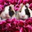 GuineaPigLover15
