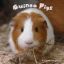 guineapigcutie