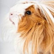 furryfriend_1998