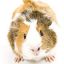 squee247