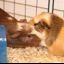 piggypuppylove