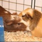 piggypuppylove