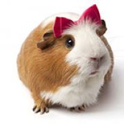 Ginger