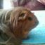 Morsel