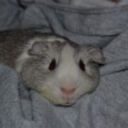 kjmaleno