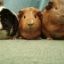 guineapigppc