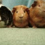 guineapigppc