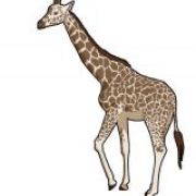 savanahuh