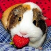 cavycare