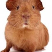 guineapigluv1231