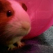 CavyCraziness