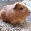 guineapiglova1188