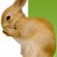 EddieTheBunny