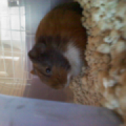 AmberFred