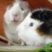 MomichiPiggy