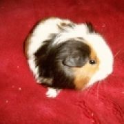 guineapiglane