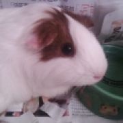 Genni