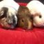 comfycavy